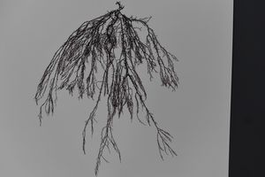 Hypnea